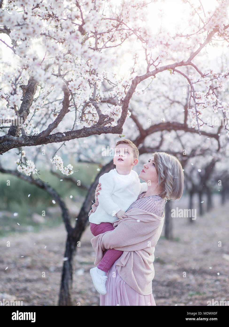 Mutter und Sohn im blühenden Mandel- Garten. Stockfoto