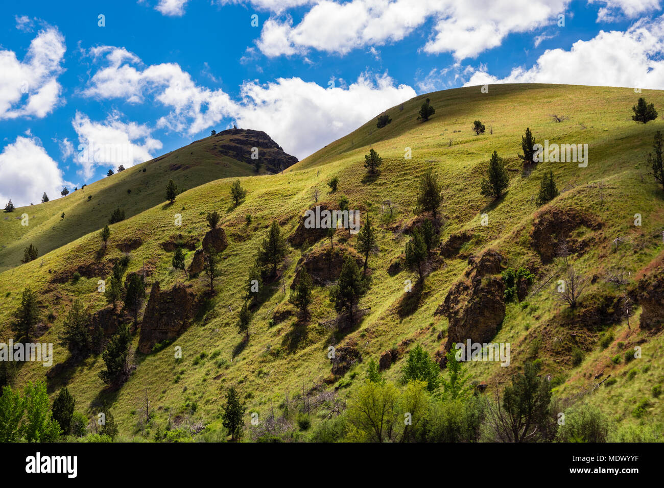 Eine dünne Wachstum der Bäume, die Schatten auf einem grünen Hügel, blauer Himmel und Wolken über. Stockfoto
