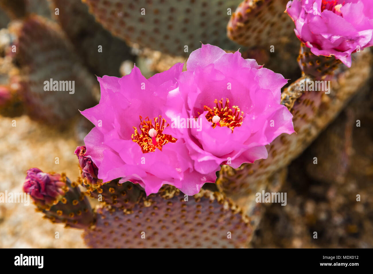 Rosa Blumen blühen auf ein beavertail Cactus (Opuntia basilaris), Joshua Tree National Park, Kalifornien, Vereinigte Staaten von Amerika Stockfoto