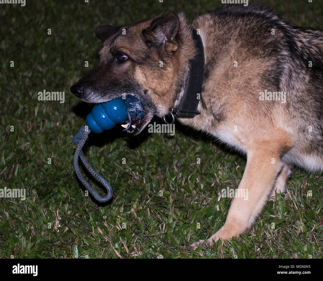 KitKat, 18 Sicherheitskräfte Squadron militärischen Gebrauchshund, Kaut auf ein Spielzeug während Gehorsam Ausbildung Dez. 12, 2017, bei Kadena Air Base, Japan. Das Verhältnis zwischen Hundeführer und Hund ist durch unzählige Stunden der Ausbildung und Zeit zusammen ihre Mission verbrachte Abschluss gestärkt. (U.S. Air Force Foto von Airman 1st Class Greg Erwin) Stockfoto