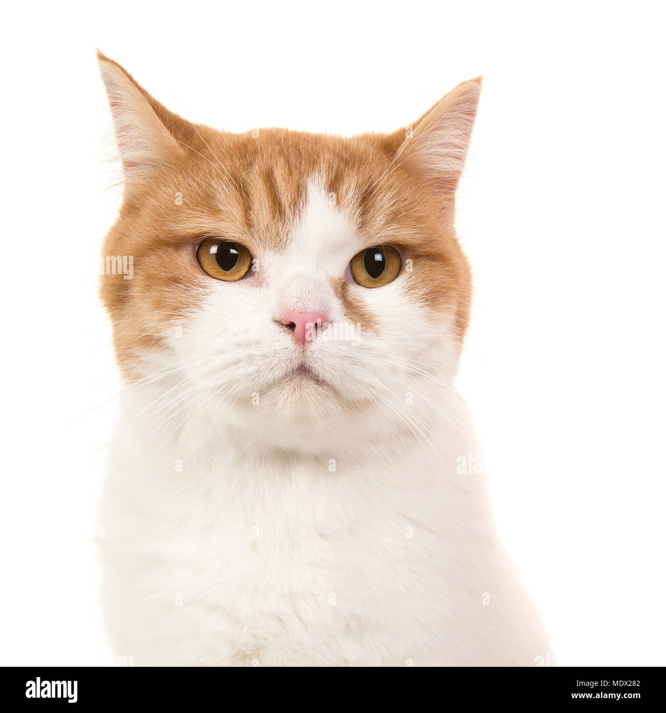 Porträt eines roten und weißen Britisch Kurzhaar Katze auf einem weißen Hintergrund isoliert Stockfoto