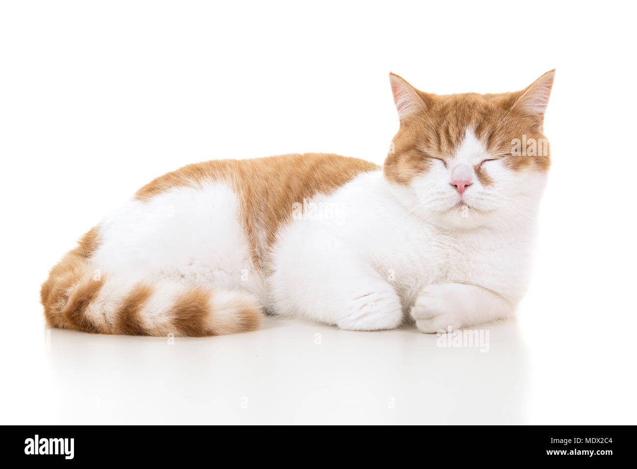 Rote und weiße Britisch Kurzhaar Katze gesehen von der Seite liegend schlafen mit Augen auf weißem Hintergrund geschlossen Stockfoto