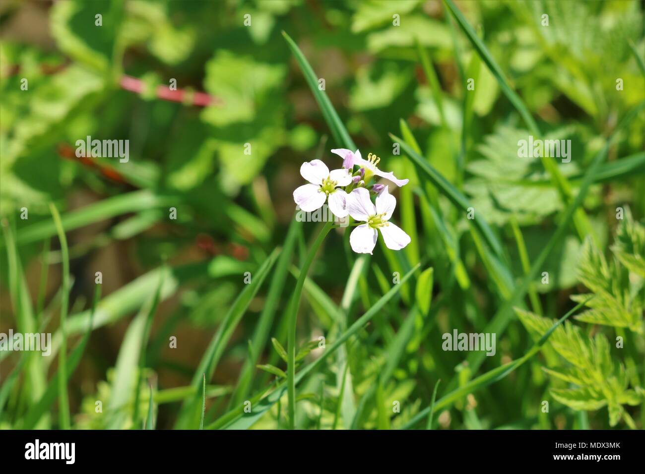 Kleine rosa/lila Wildblumen in Gras Stockfoto