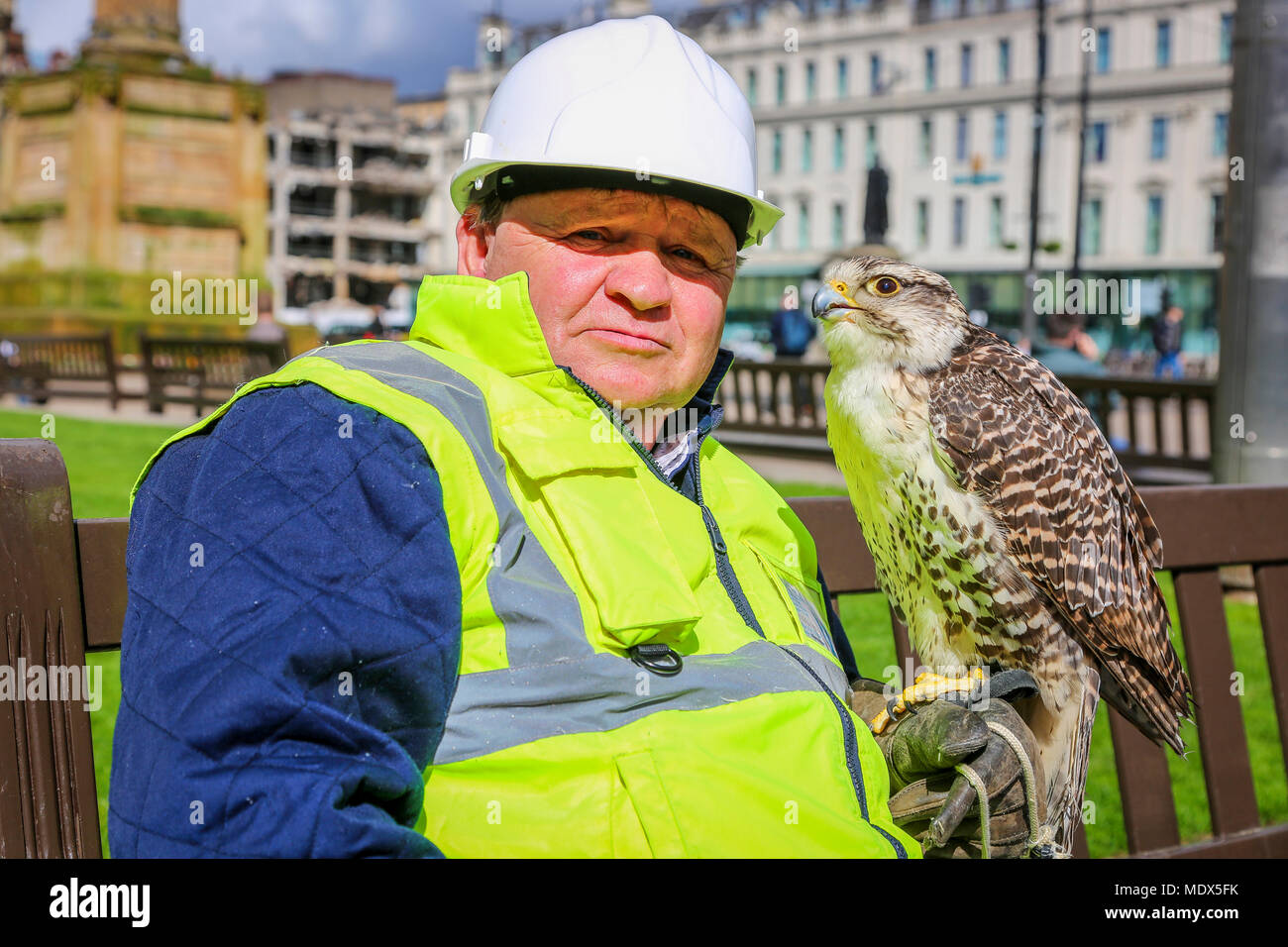 Glasgow, UK. April 2018 20. DAVIE ALLAN aus Glasgow ist ein unabhängiger Falconer und er und seine 14 Jahre alte Das hybrid Falcon NOWY" durch den Stadtrat beauftragt, Schädlingsbekämpfung über die Innenstadt durchzuführen. SNOWY und Davie können regelmäßig über die Stadt gesehen werden und als eine große Attraktion für Touristen und Einheimische. Credit: Findlay/Alamy leben Nachrichten Stockfoto