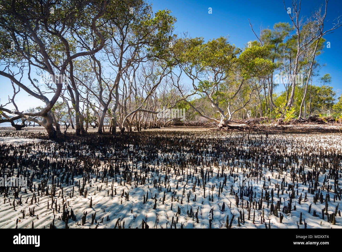 Salamander Bay, Port Stephens, NSW, Australien Stockfoto