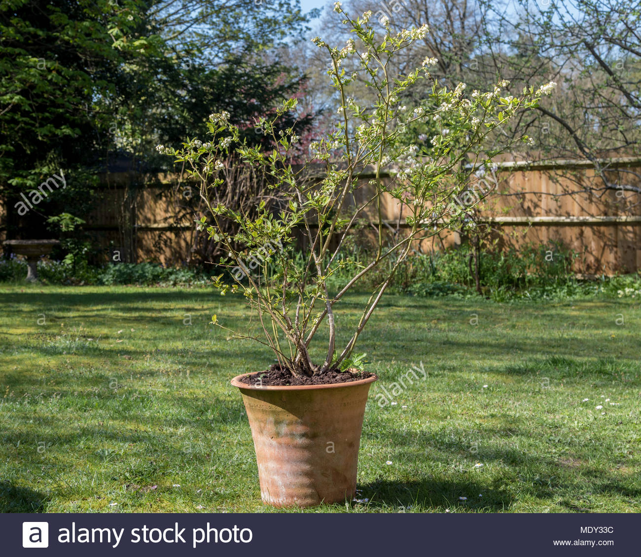 Ein Topf Gewachsen Bush Heidelbeere Vaccinium Corymbosum In Der