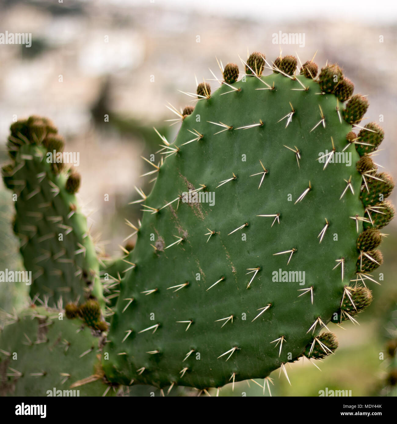 Cactus mit Cactus Obst in der Um Qais, Jordanien Stockfoto