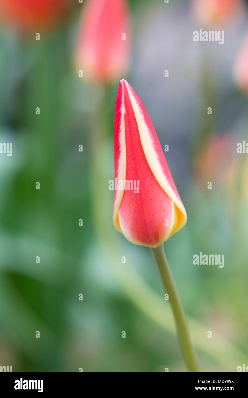 Tulipa Tinka. Kleine Hybrid Tulpe Stockfoto