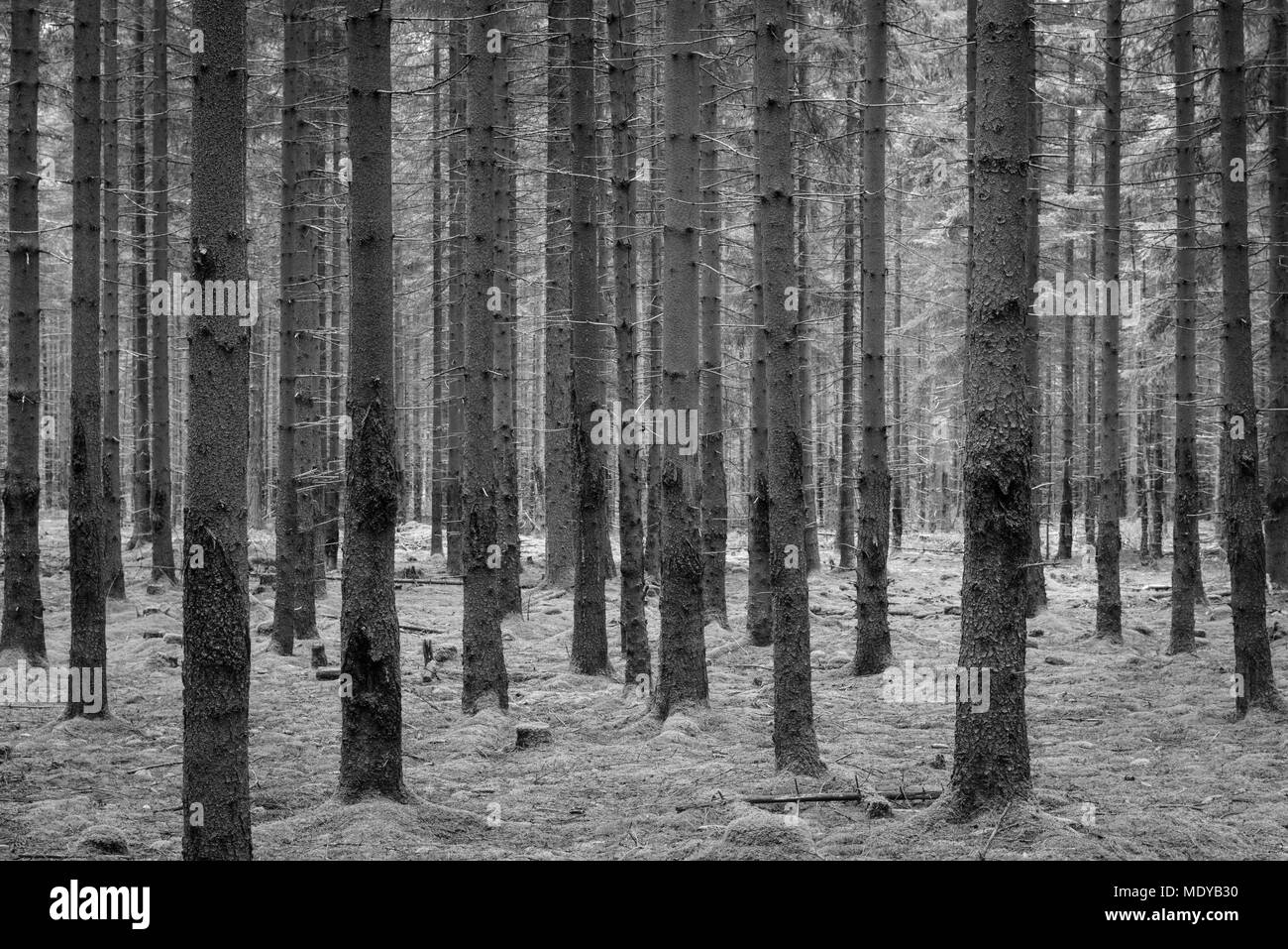 Fichten-Wald, Odenwald, Hessen, Deutschland Stockfoto