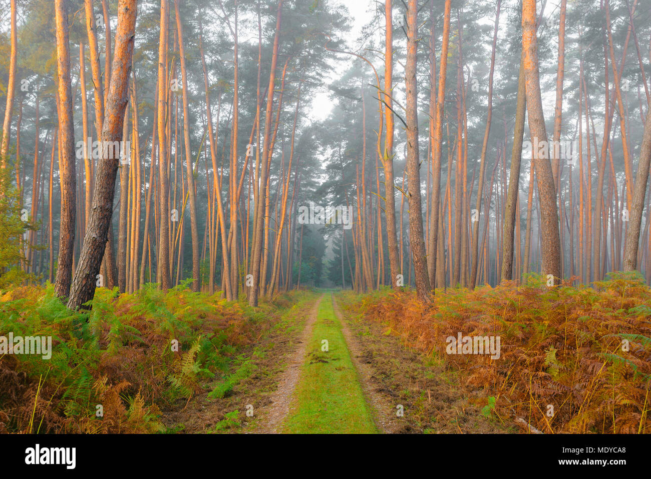 Pfad durch Kiefernwald auf Misty, sonnigen Morgen im Herbst in Hessen, Deutschland Stockfoto