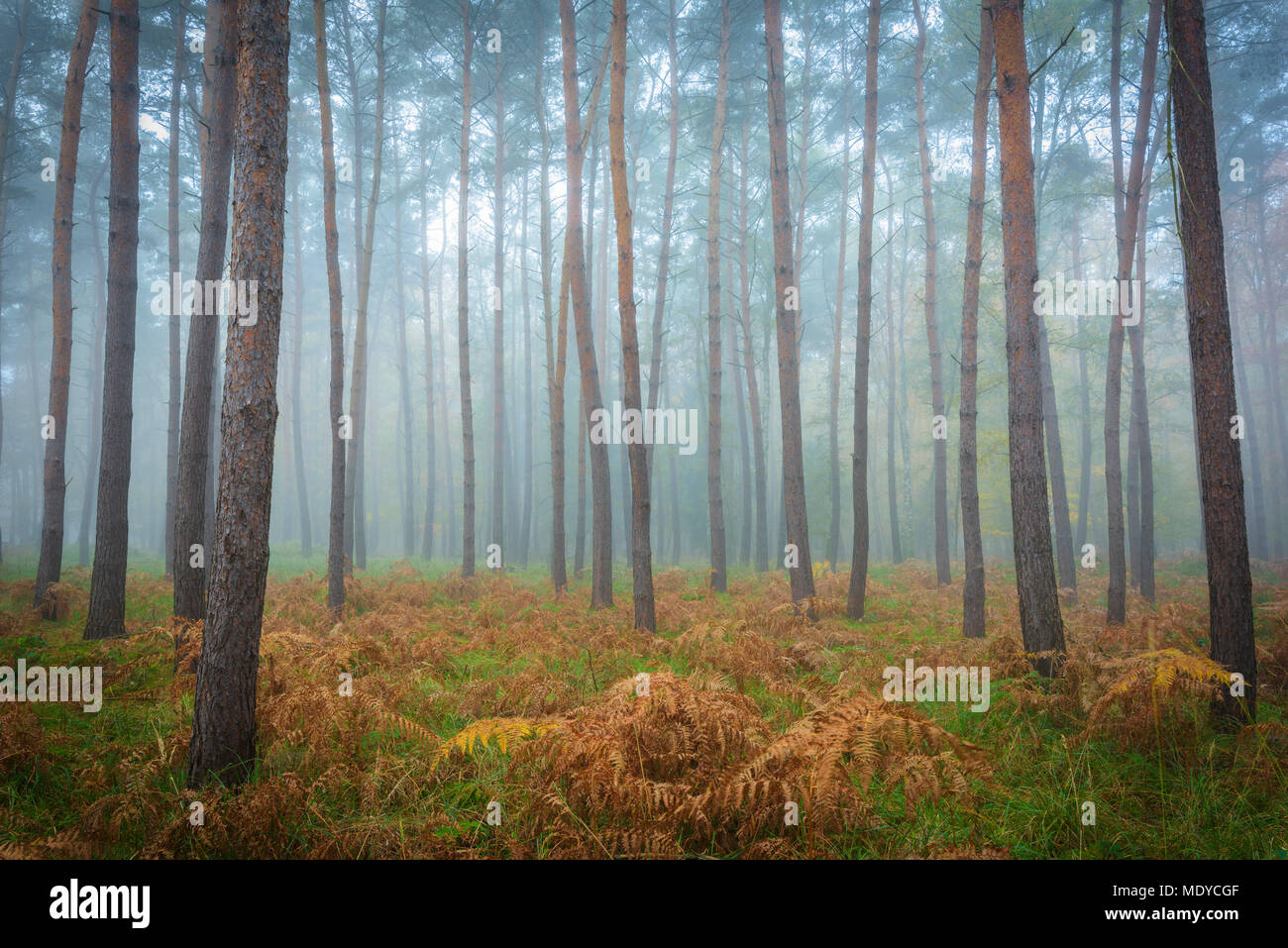 Die Baumstämme in einem Kiefernwald auf einem nebligen Morgen im Herbst in Hessen, Deutschland Stockfoto