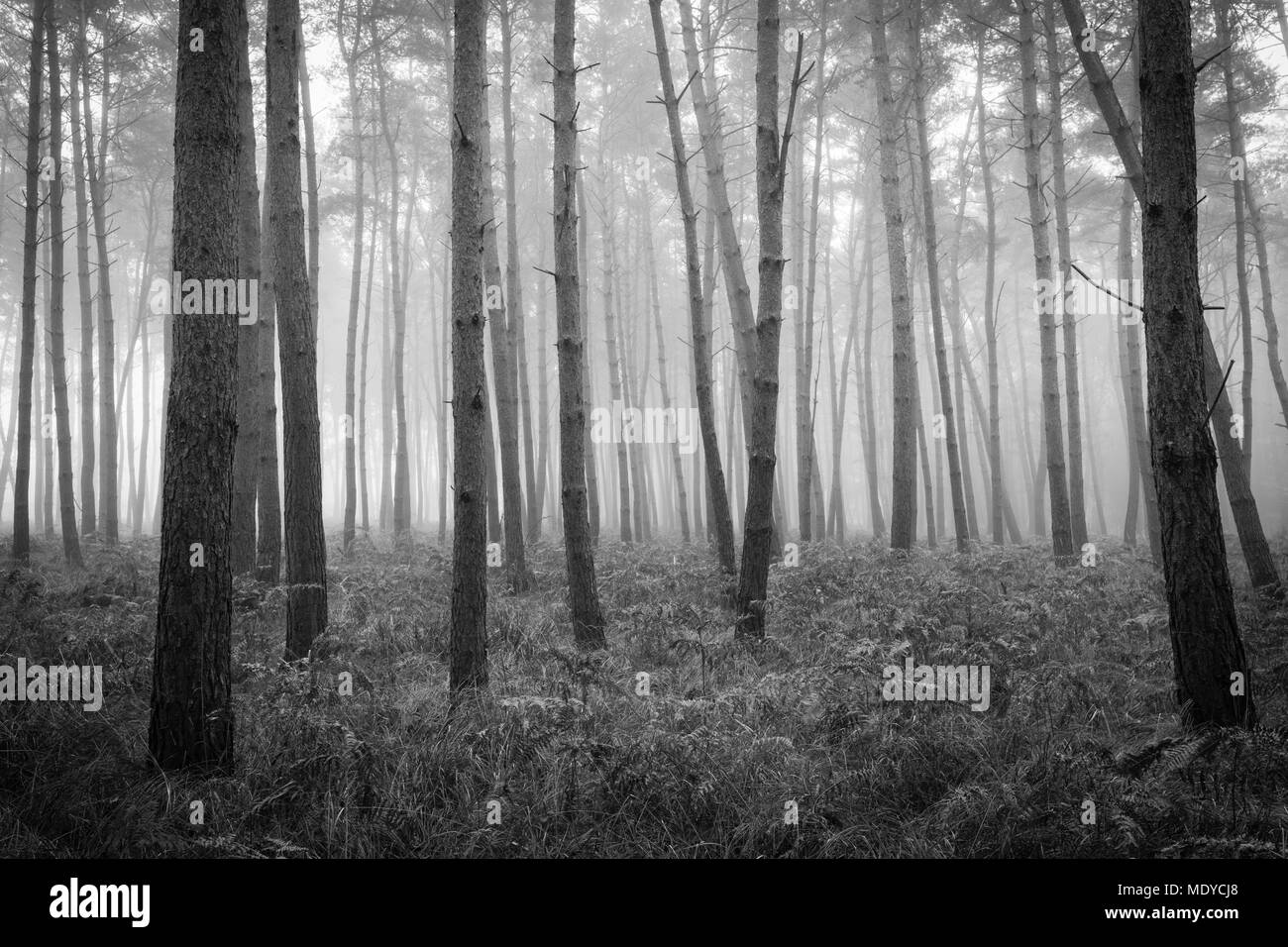 Schwarz-weiß Bild von Baumstämmen in einem Kiefernwald auf nebligen Morgen in Hessen, Deutschland Stockfoto