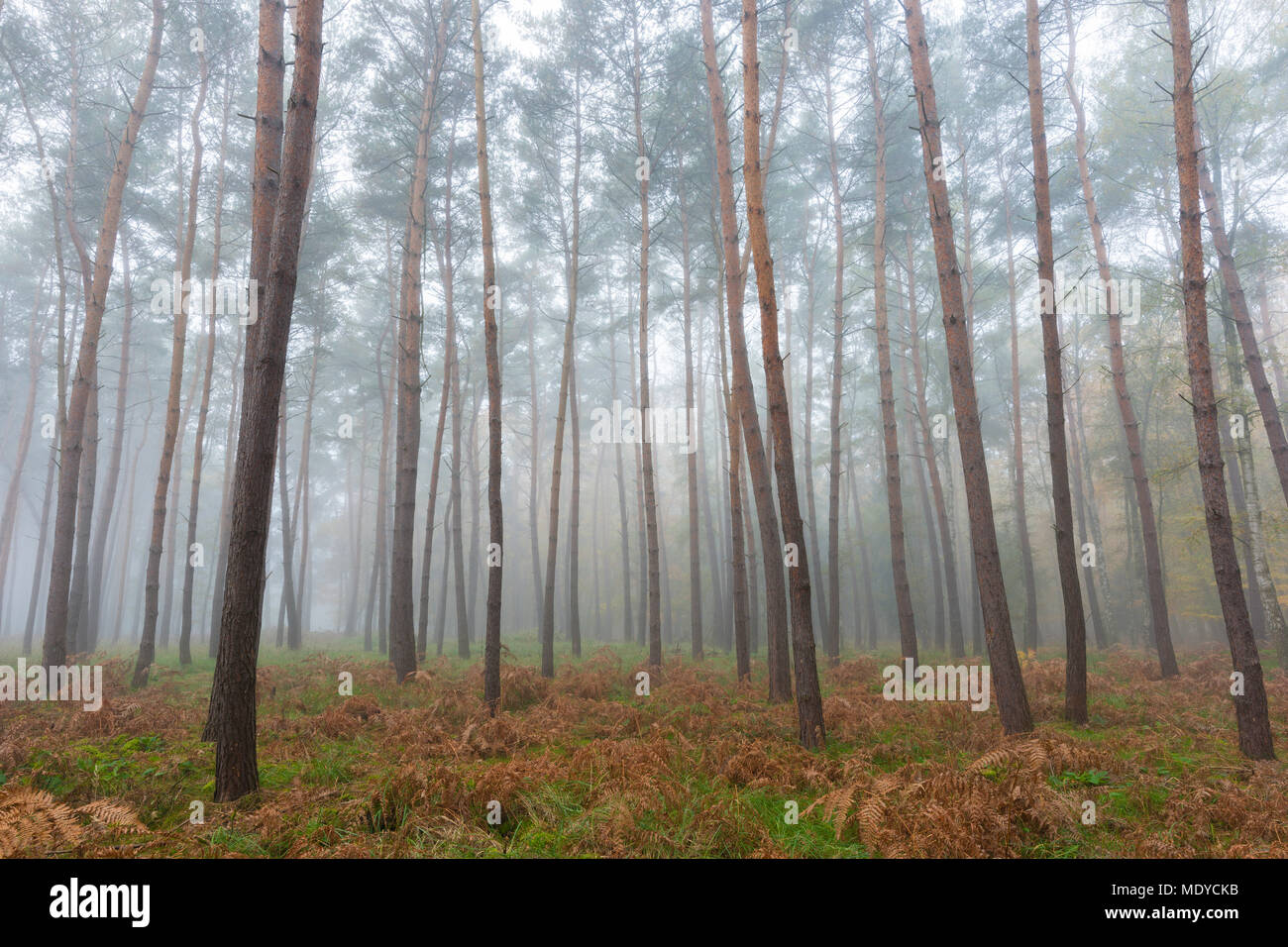 Bäume in einem Kiefernwald auf einem nebligen Morgen im Herbst in Hessen, Deutschland Stockfoto