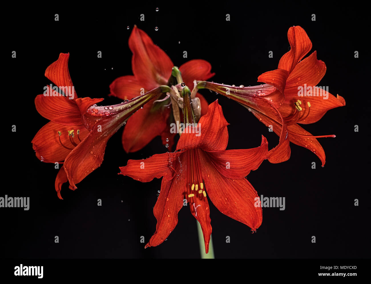 Schönes blühende rote Amaryllis, Blume mit Wassertropfen auf Blüten und Spritzwasser. Schwarzen Hintergrund. Fine Art Fotografie. Bild mit hoher Auflösung. Stockfoto