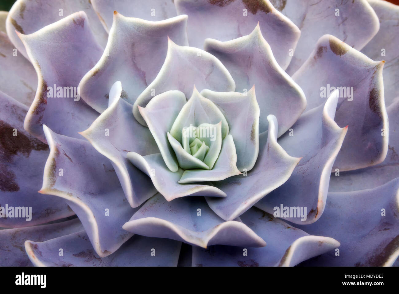 Muster und Zusammenfassung von saftigen Blume Stockfoto