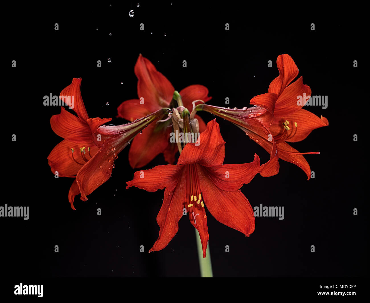 Schönes blühende rote Amaryllis, Blume mit Wassertropfen auf Blüten und Spritzwasser. Schwarzen Hintergrund. Fine Art Fotografie. Bild mit hoher Auflösung. Stockfoto