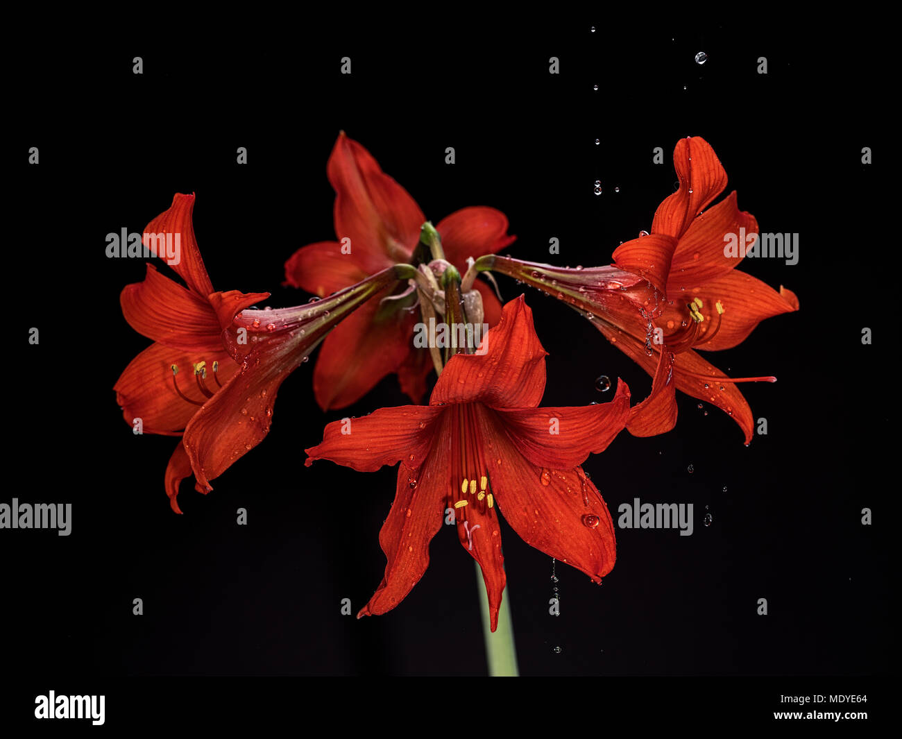 Schönes blühende rote Amaryllis, Blume mit Wassertropfen auf Blüten und Spritzwasser. Schwarzen Hintergrund. Fine Art Fotografie. Bild mit hoher Auflösung. Stockfoto