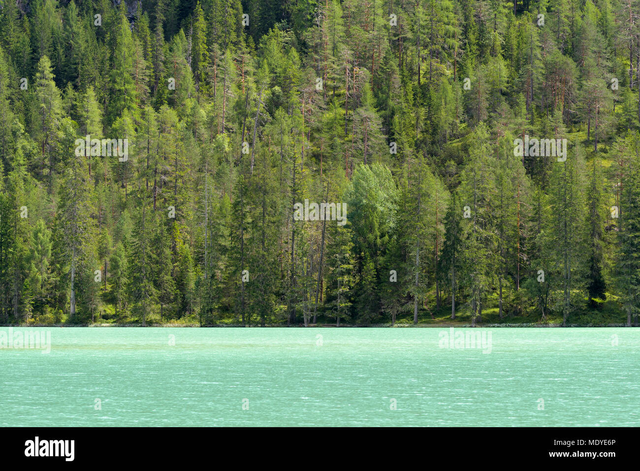 Grüne Wasser des Lago Di Landro und einer kleinen, mit Bäumen gesäumten Küste in Toblach in den Dolomiten in Südtirol, Südtirol, Italien Stockfoto