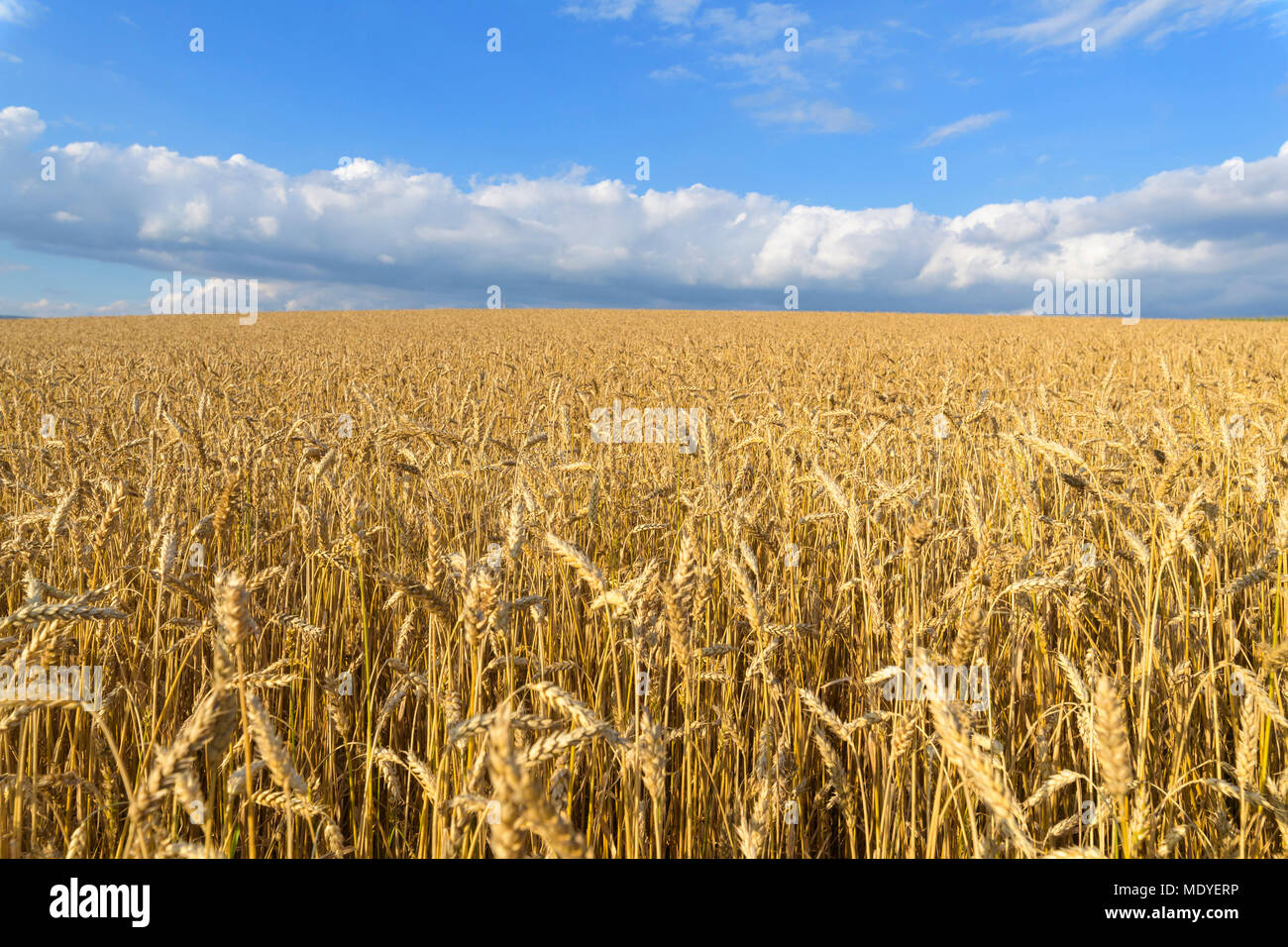 Weizenfeld im Sommer am Schoenanger im Bayerischen Wald, Bayern, Deutschland Stockfoto