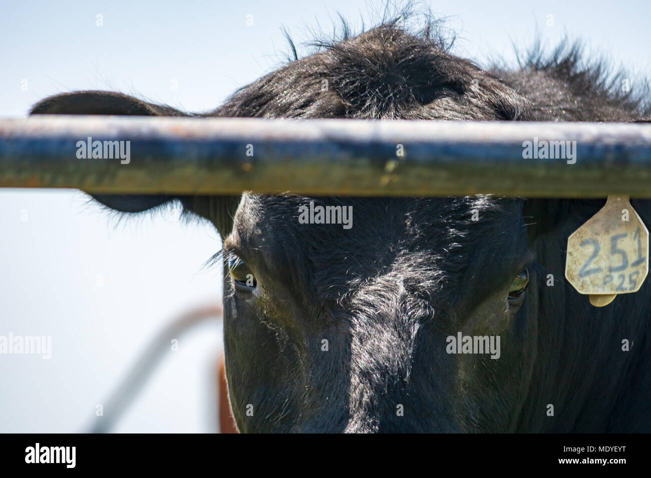 Angus Kalb zu Ihnen schauen hinter einem Zaun Stockfoto