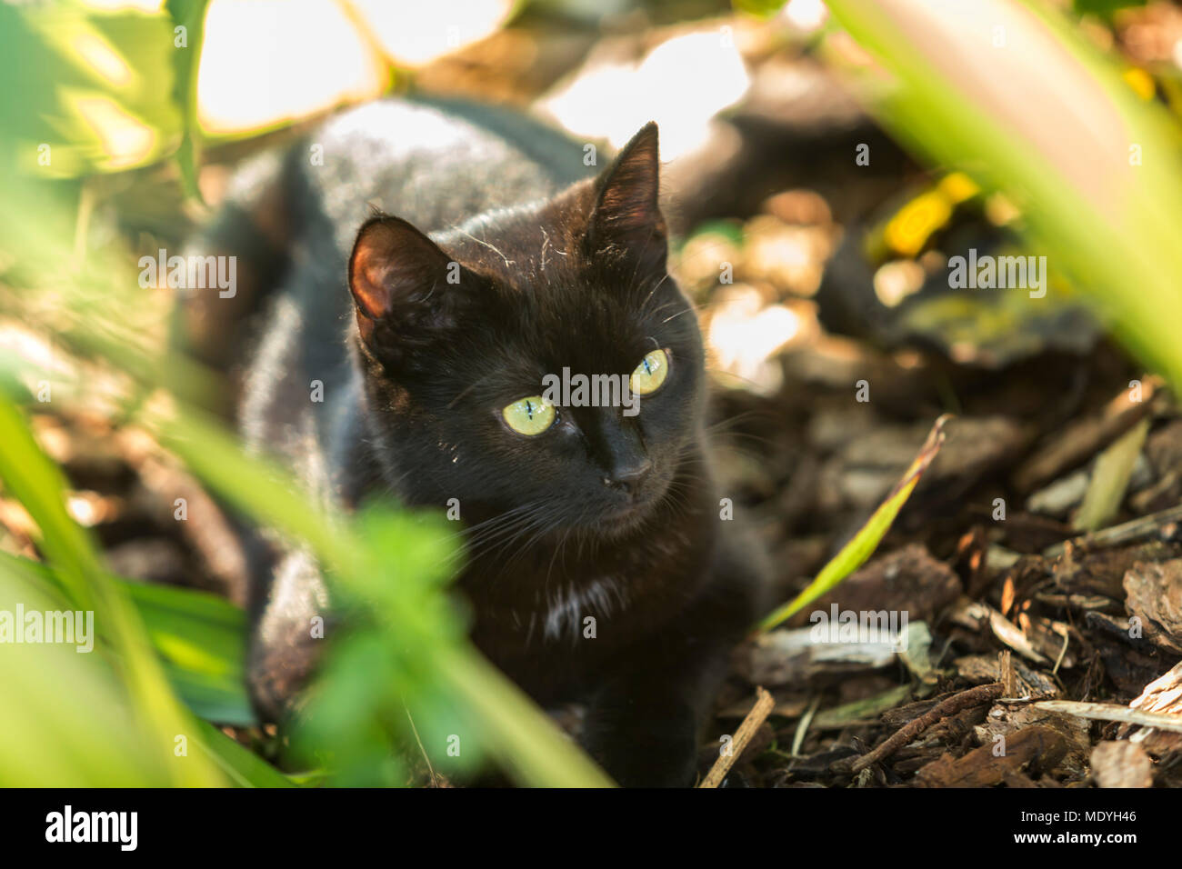 Junge schwarze Katze versteckt sich im Unterholz Stockfoto