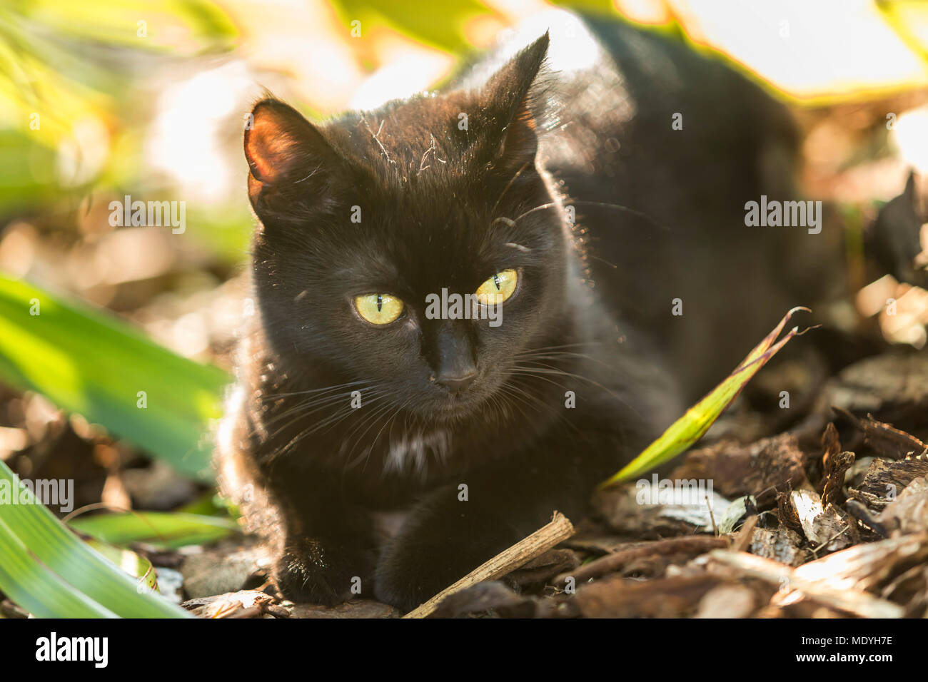 Junge schwarze Katze versteckt sich im Unterholz Stockfoto