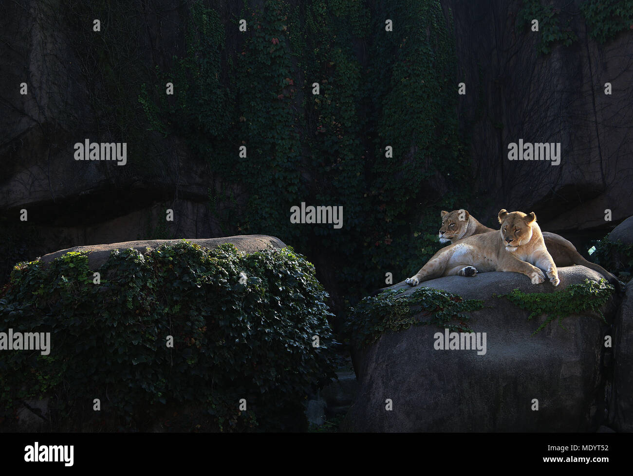 Zwei Löwen im Zoo ruhen Stockfoto