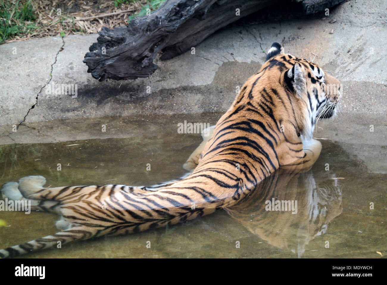 Amur-Tiger Stockfoto