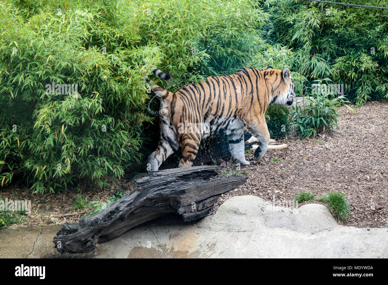 Amur-Tiger Stockfoto