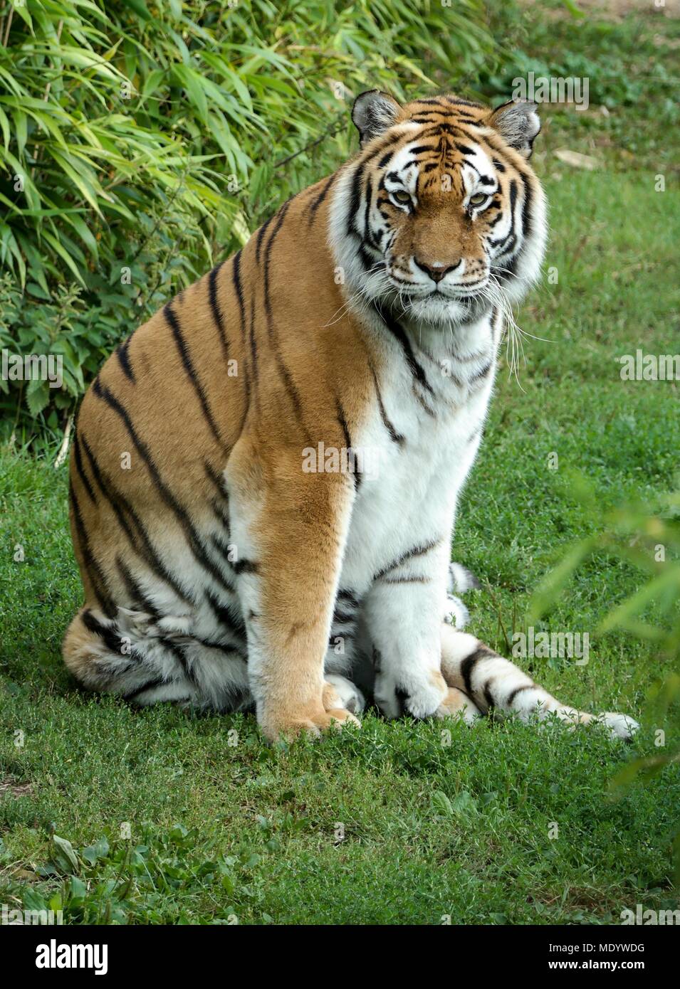 Amur-Tiger Stockfoto