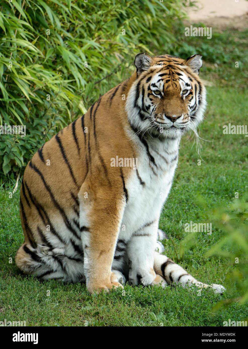 Amur-Tiger Stockfoto