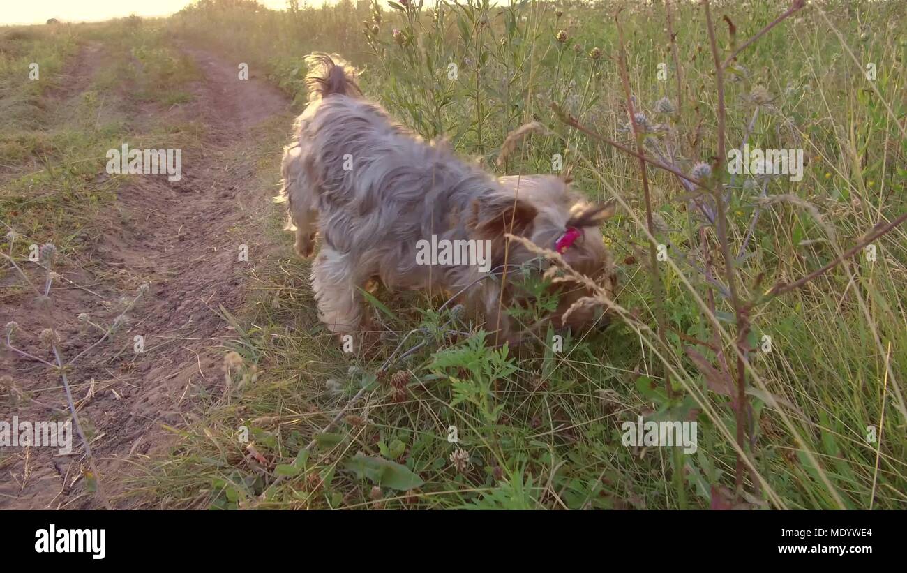 Yorkshire Terrier Hund ißt, das Gras ist in der Natur steadicam behandelt Schuß Motion Video Stockfoto