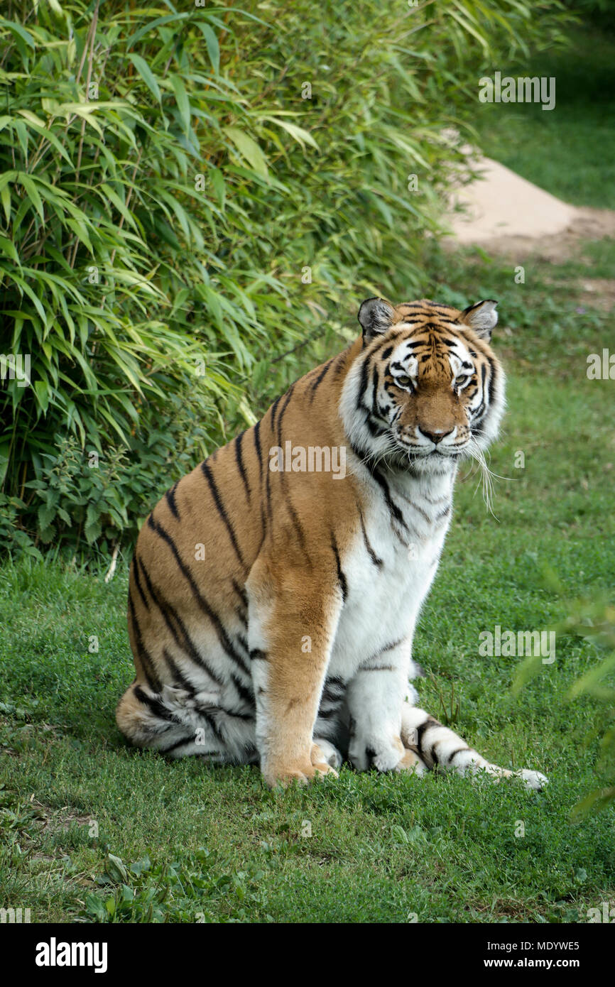 Amur-Tiger Stockfoto