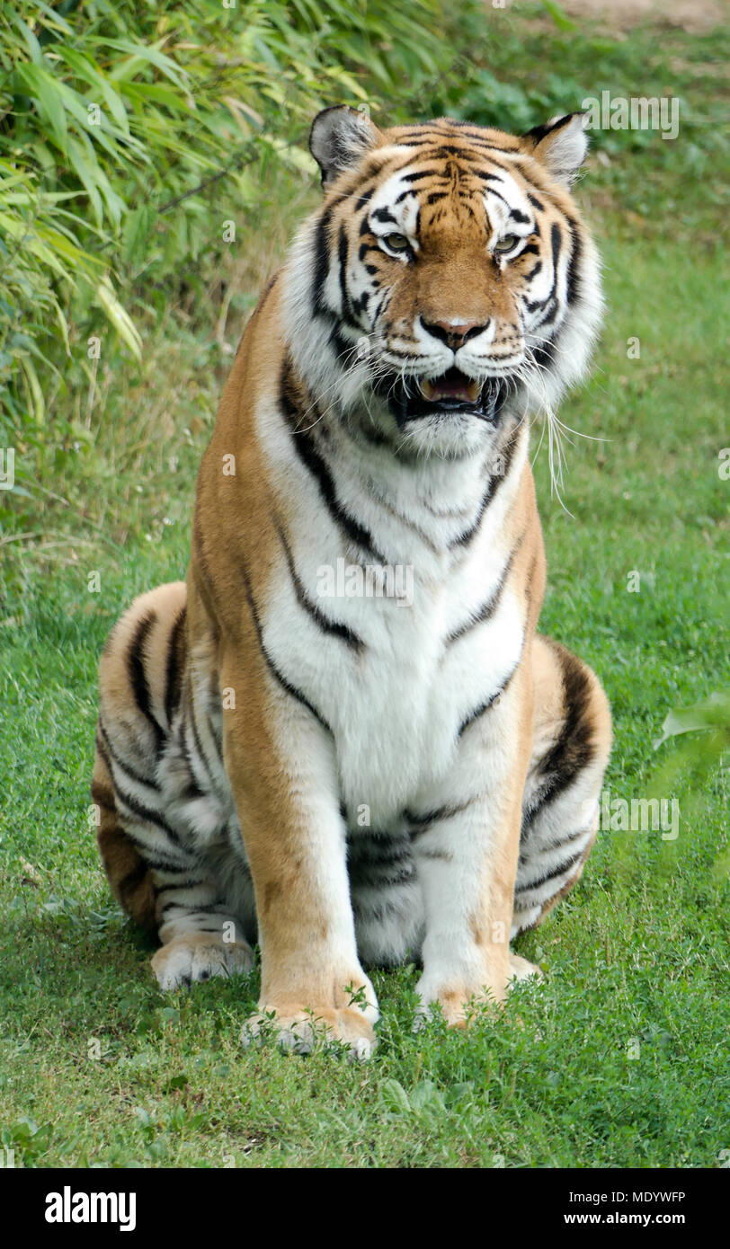 Amur-Tiger Stockfoto