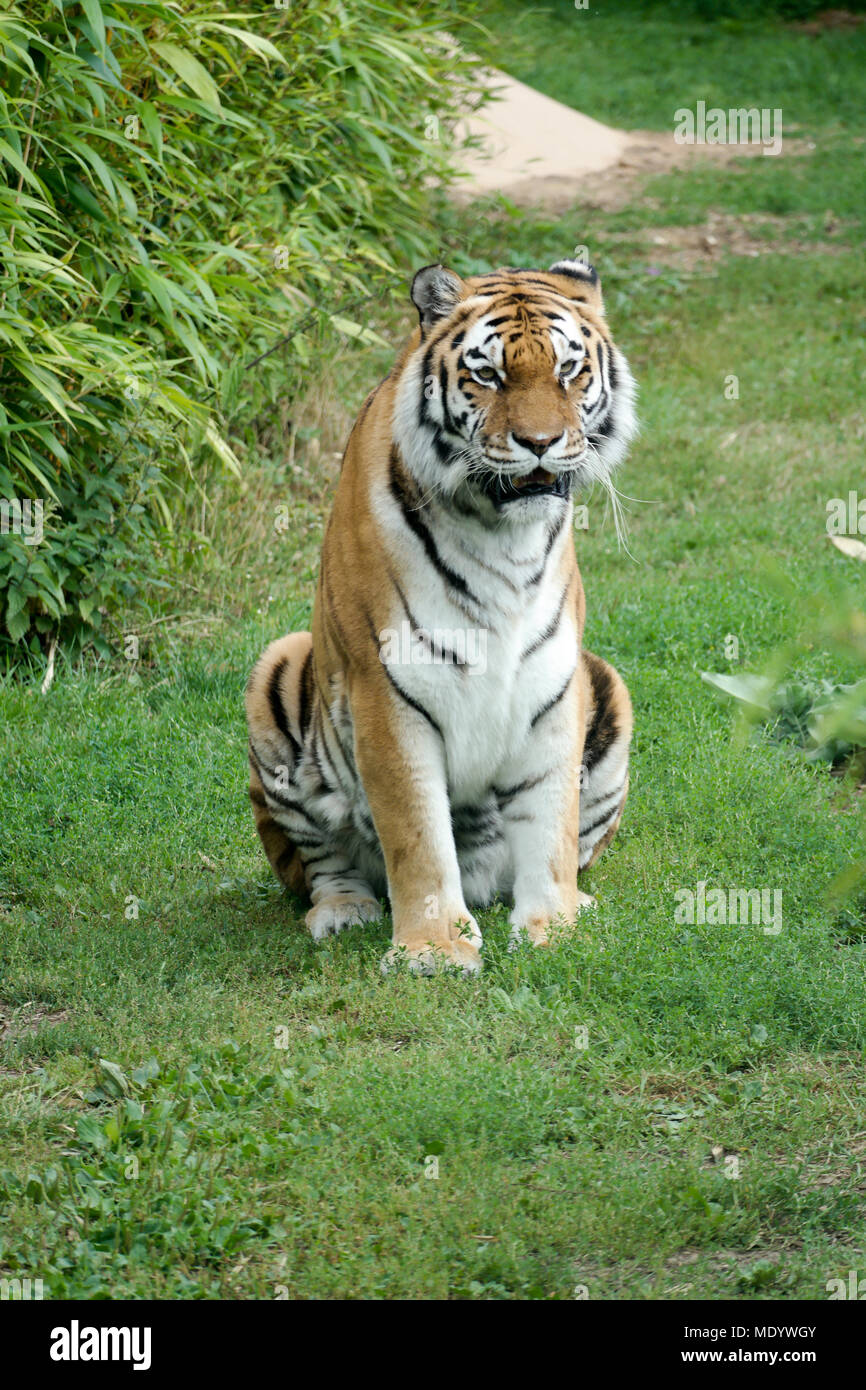 Amur-Tiger Stockfoto