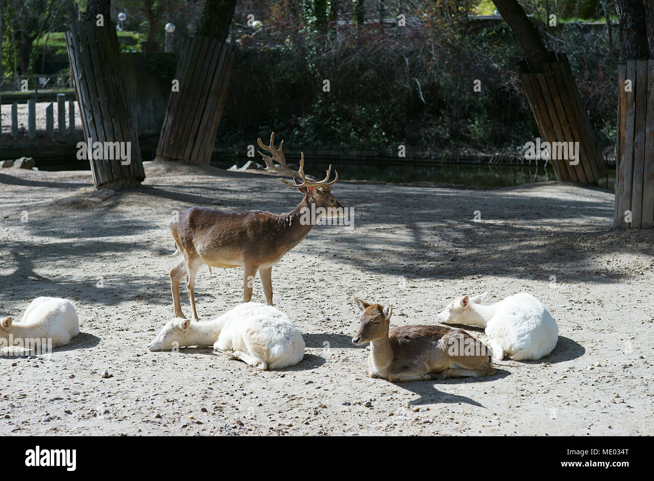 Damhirsch (Dama Dama) im Zoo von Madrid, Spanien Stockfoto
