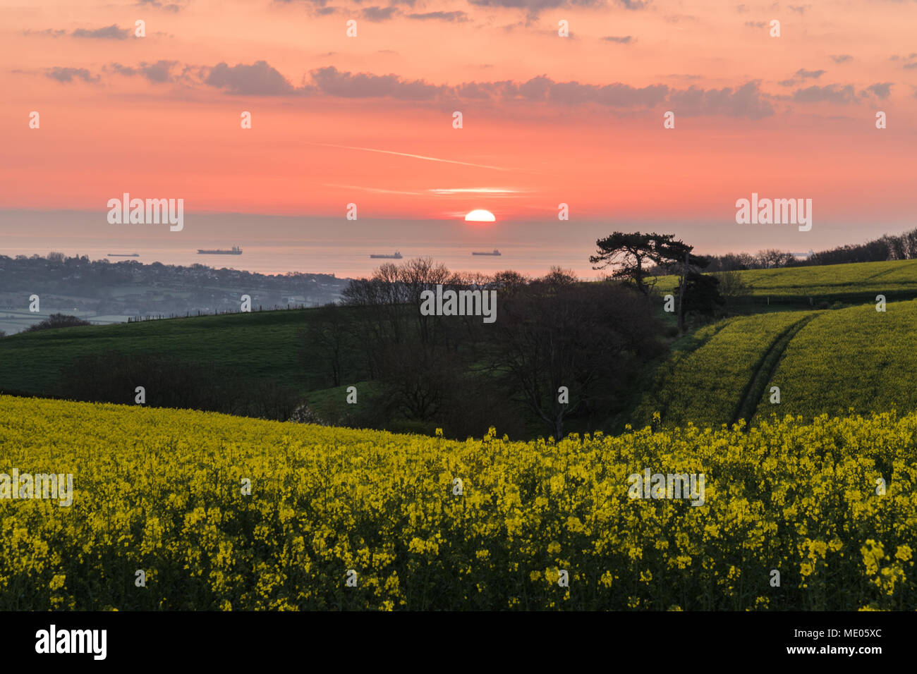 Canola Sonnenaufgang. Ein Feld oder Raps, aka Raps, mit Blick über den Solent zu einem roten Sonnenaufgang. Stockfoto