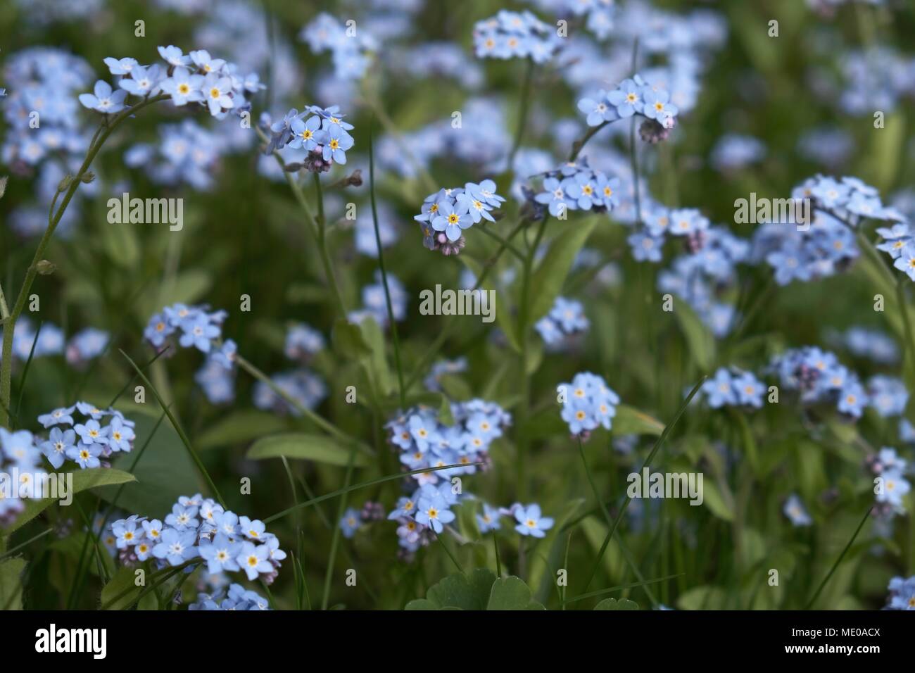 Vergiss Mich Nicht Blumen (Myosotis) Stockfoto