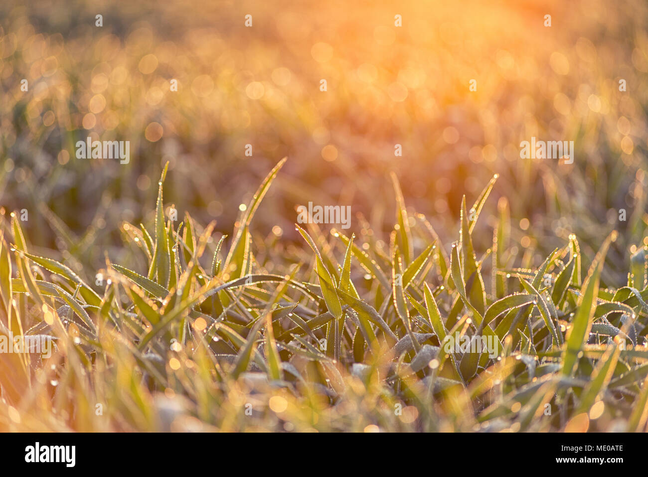 Auf Korn Blätter im Frühling sonnenaufgang Tau Stockfoto