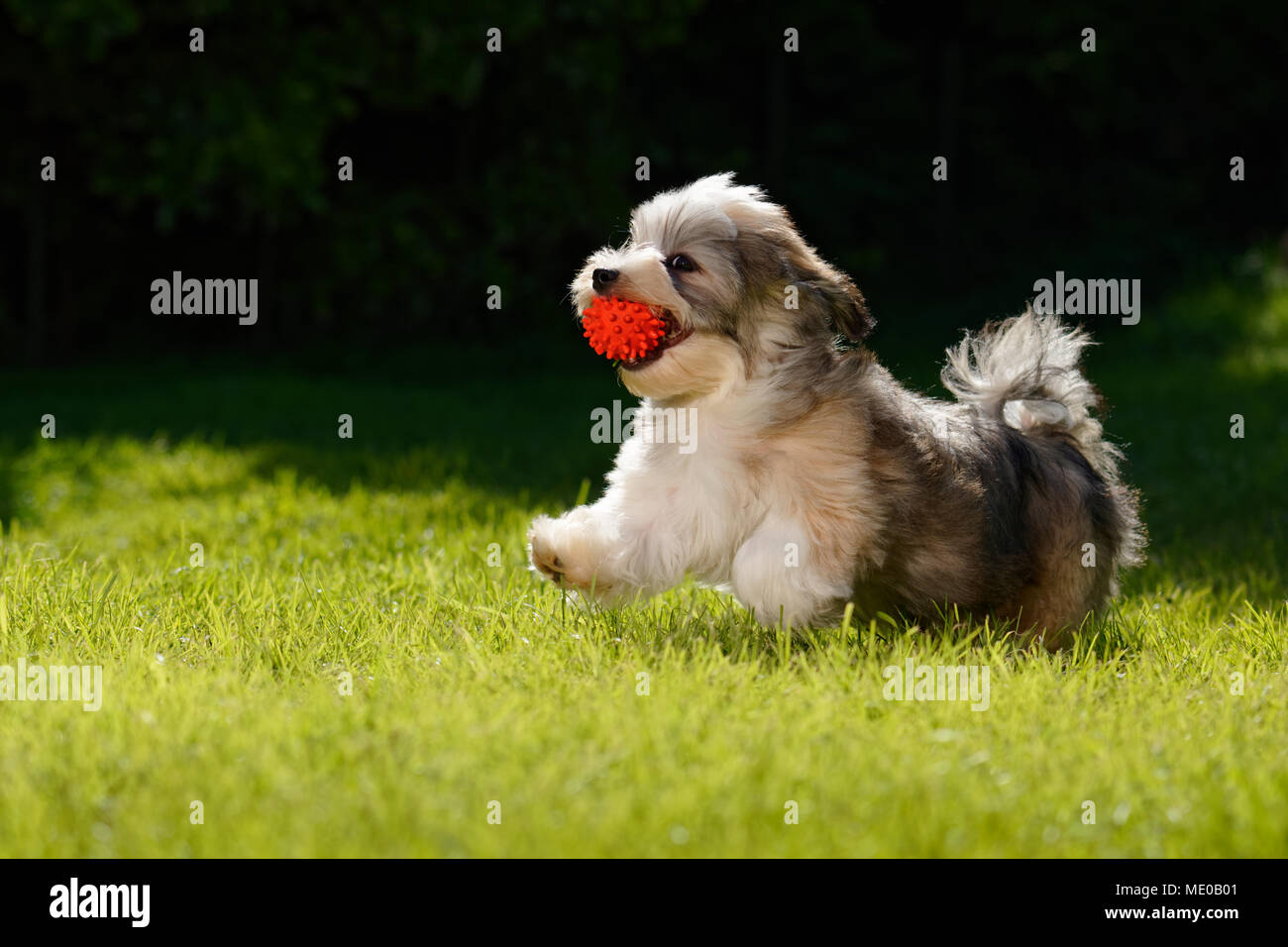 Verspielter kleiner Havaneser Welpe Hund läuft mit einem roten Ball in seinen Mund im Gras Stockfoto
