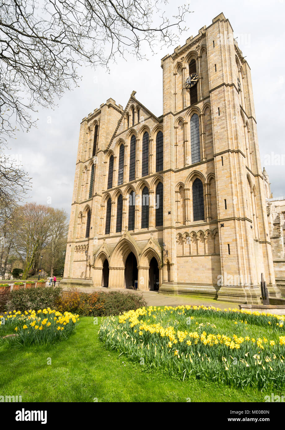 Narzissen blühen außerhalb der Westfassade der Kathedrale oder Münster Ripon Ripon, North Yorkshire, England, Großbritannien Stockfoto