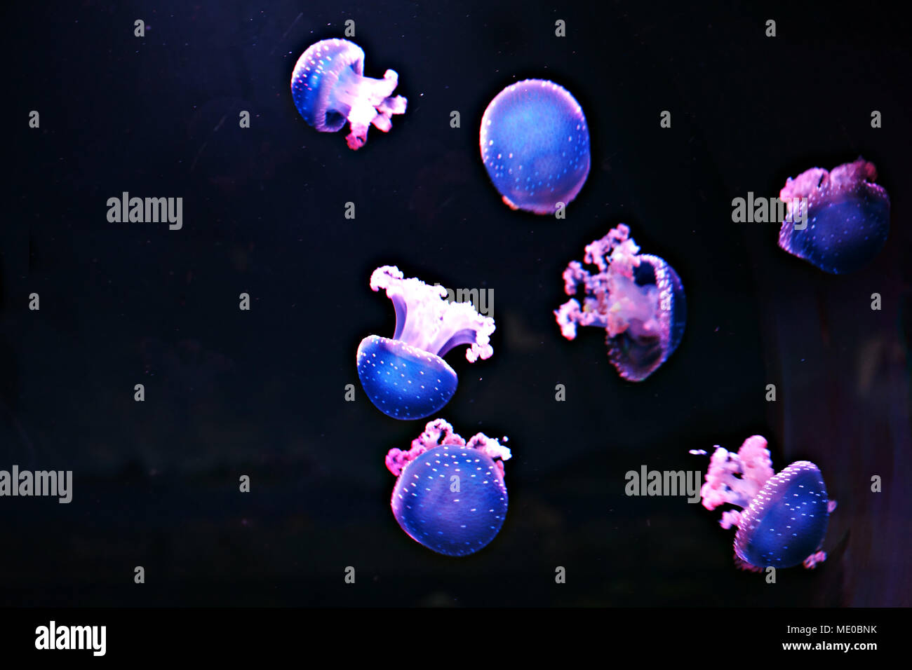 Weiß getupftem Jellyfishs (Phyllorhiza punctata) im Oceanarium von Madrid, Spanien Stockfoto