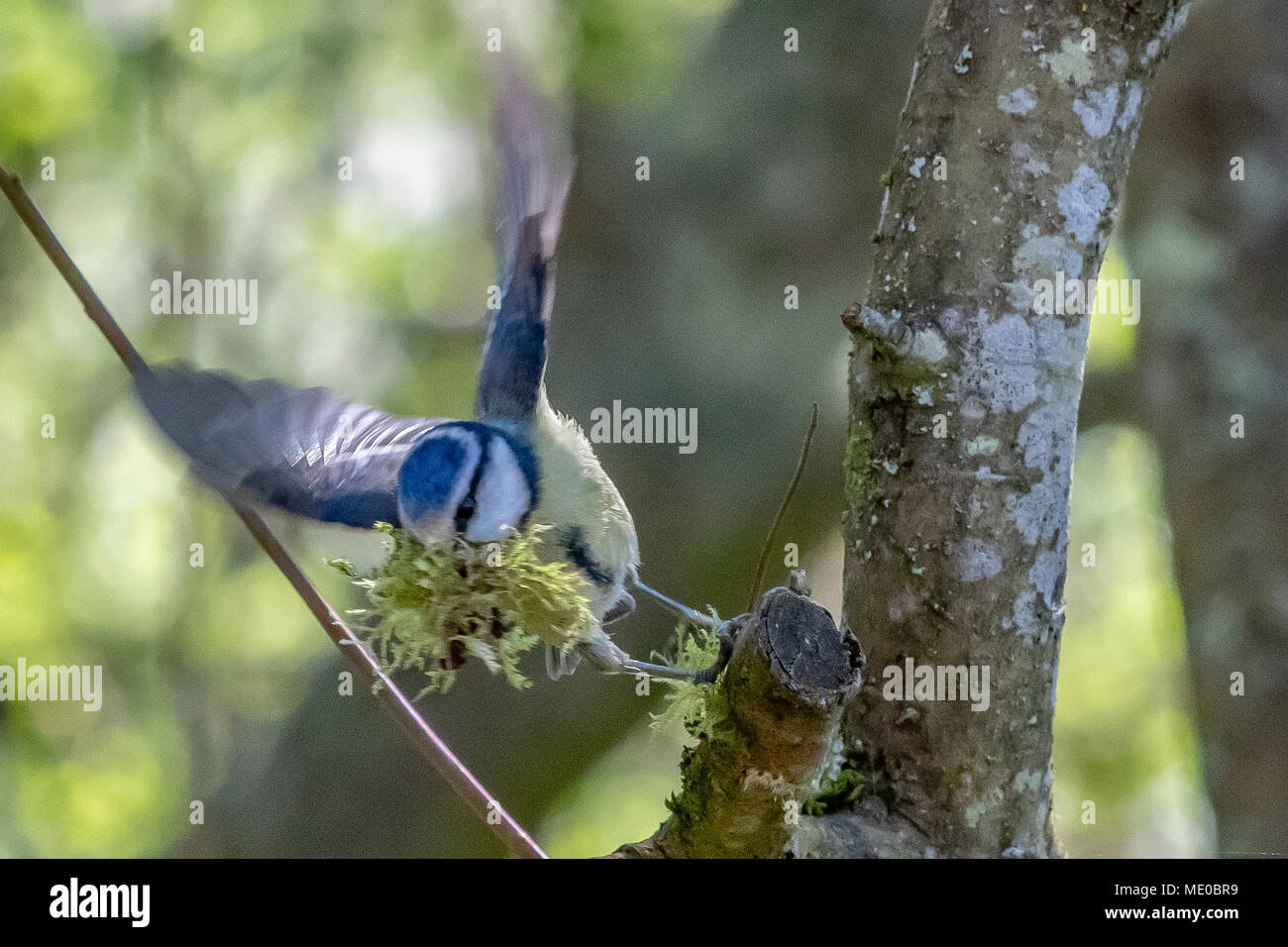 Bluetit am Holz Mühle Wild Life Trust sammelt Material für das Nest Stockfoto