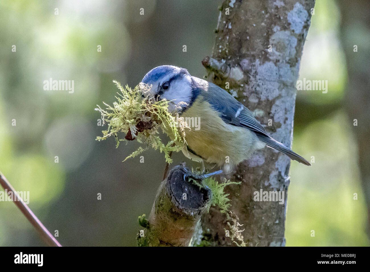 Bluetit am Holz Mühle Wild Life Trust sammelt Material für das Nest Stockfoto