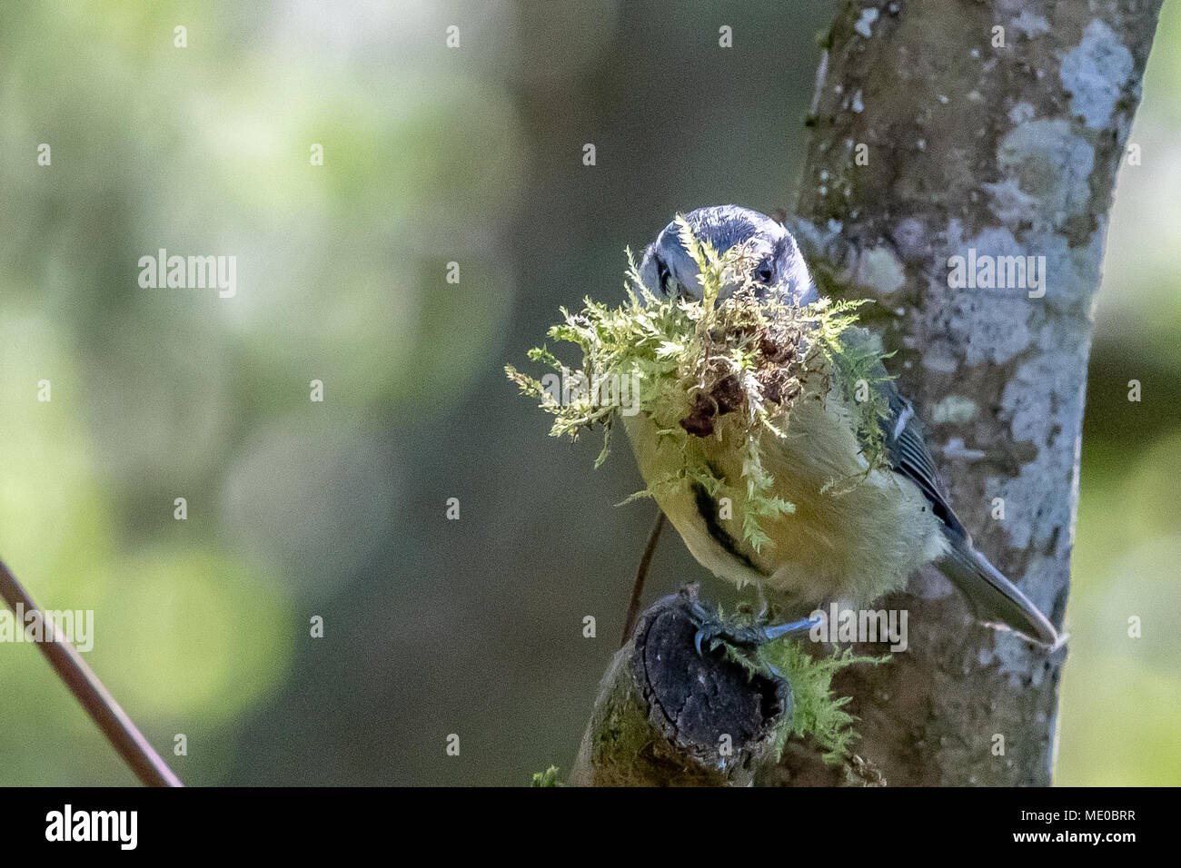 Bluetit am Holz Mühle Wild Life Trust sammelt Material für das Nest Stockfoto