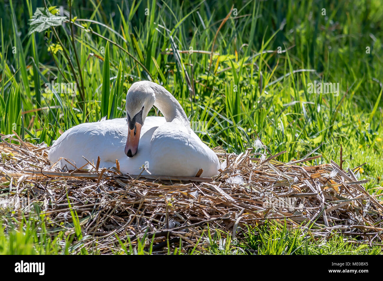 Ein Schwan und ihr Nest am Holz Mühle Wild Life Trust Stockfoto