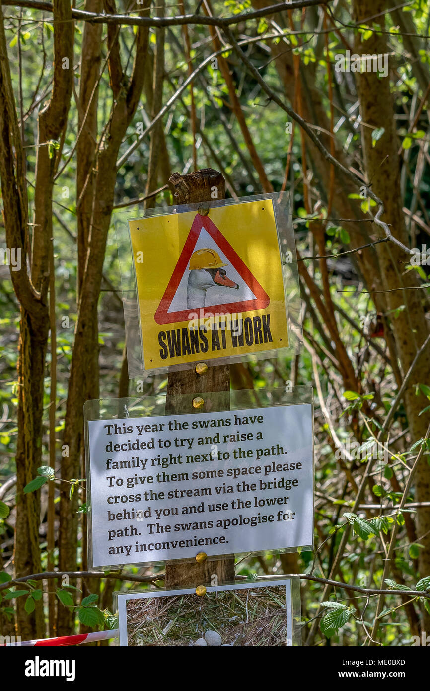 Ein Schwan und ihr Nest am Holz Mühle Wild Life Trust Stockfoto