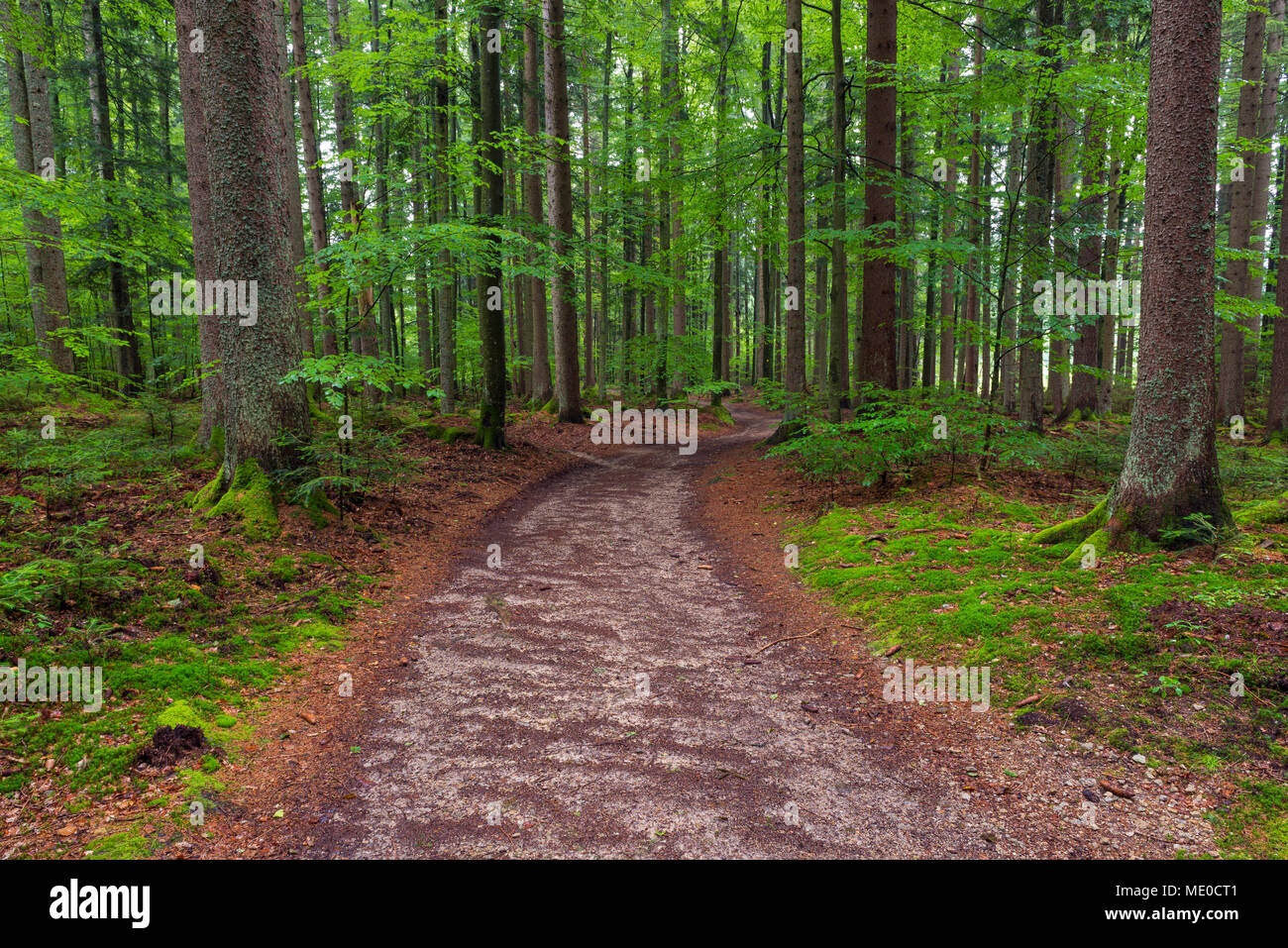 Durch den Wald Trail nach Regen in Spiegelau im Nationalpark Bayerischer Wald in Bayern, Deutschland Stockfoto