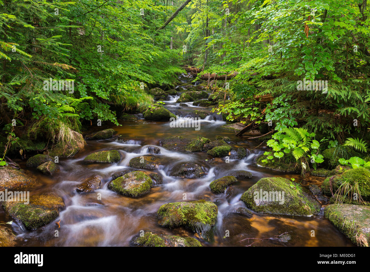 Mountain Stream nach dem Regen auf der Kleinen Ohe bei Waldhauser im Nationalpark Bayerischer Wald in Bayern, Deutschland Stockfoto