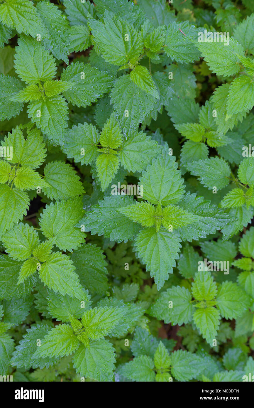 Nahaufnahme der Brennnessel (Urtica dioica) bei Neuschoenau im Nationalpark Bayerischer Wald in Bayern, Deutschland Stockfoto
